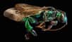 Photographe, publié dans plusieurs magazines et quotidiens prestigieux (TIME magazine, GEO, The New York Times Magazine, National Geographic), Levon Biss s’est passionné ces dernières années pour l’entomologie. À travers 12 photographies extraites de sa série Microsculpture, vous allez découvrir les portraits macroscopiques d'insectes du monde entier. C’est dans son studio niché dans la campagne anglaise que Levon Biss a mis au point les techniques de prise de vues pour ce travail. Un processus photographique unique qui compose des milliers d'images en utilisant plusieurs configurations d'éclairage.« Chaque échantillon a été monté sur une platine de microscope adaptée, permettant un contrôle précis de la position de l'échantillon devant la lentille de la caméra. La plupart des insectes ont été photographiés dans environ 30 sections, chaque section s'allume différemment avec des lumières stroboscopiques pour accentuer la microsculpture de zones particulières de leurs corps. Chaque portrait d'insecte est créé à partir de plus de 8.000 images distinctes », écrit le photographe sur le site Microsculpture. Un vrai travail d’orfèvre.